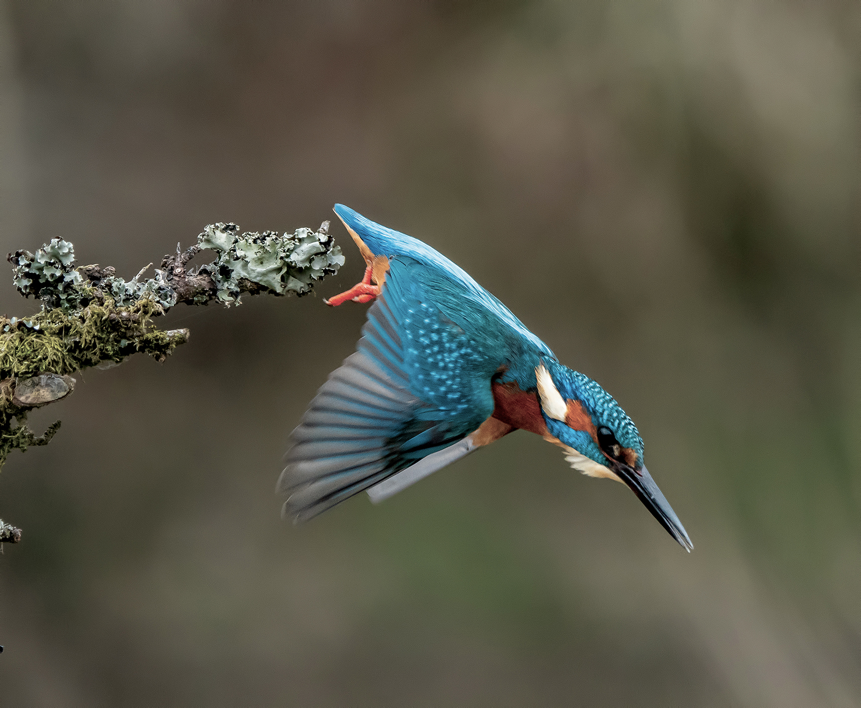 Kingfisher Diving Patterdale Mountain Rescue Team